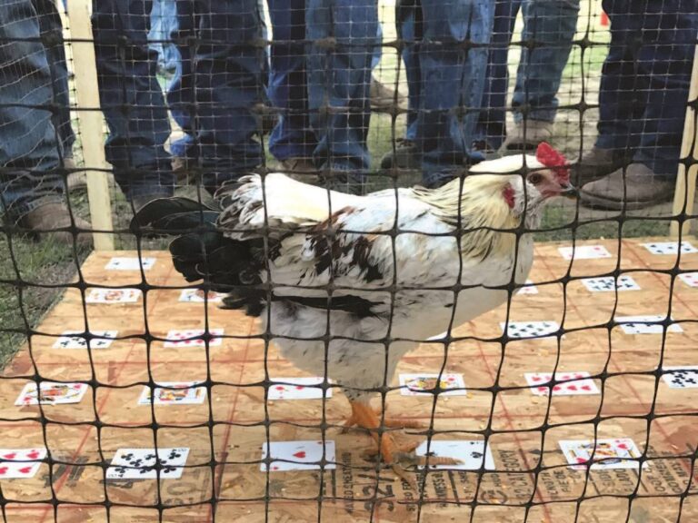 DC Ride Trails Honkers Camp